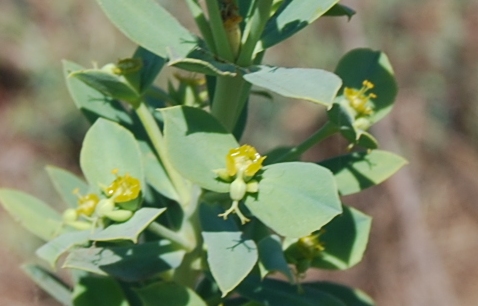 Euphorbia pithyusa subsp. cupanii  / Euforbia delle Baleari